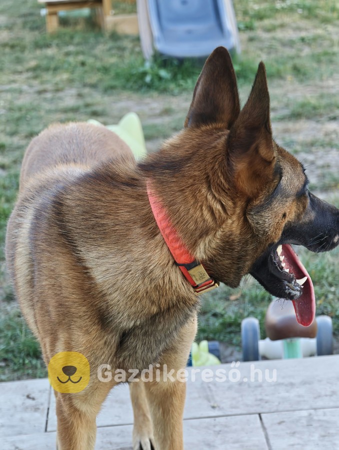 Malinois kutya eladó