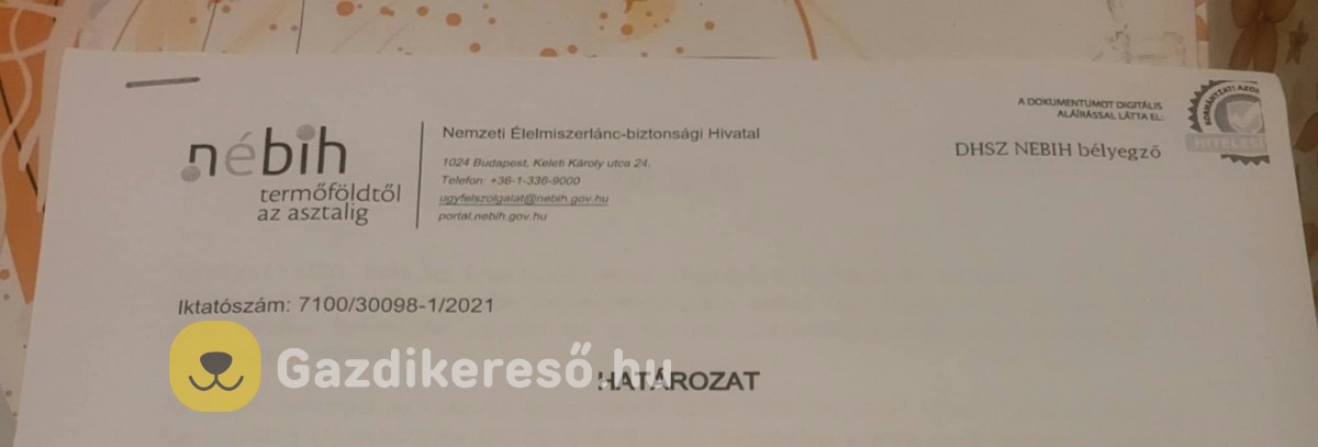 Labrador kölyök kiskutyákra előjegyzés. Labrador kölyök kiskutyákra előjegyzés.