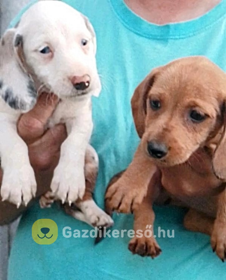 Törpe tacskó 
