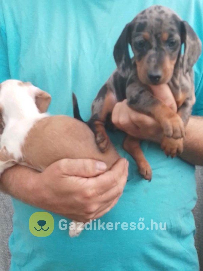 Törpe tacskó 