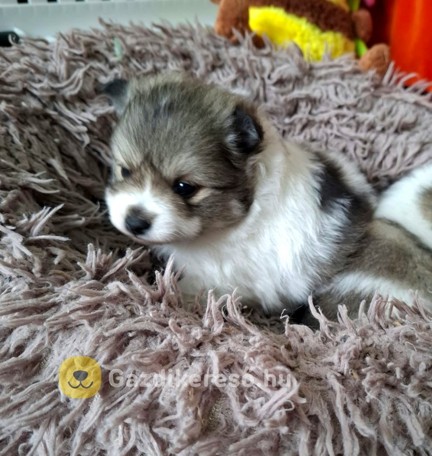 Spitz kölykök Spitz kölykök