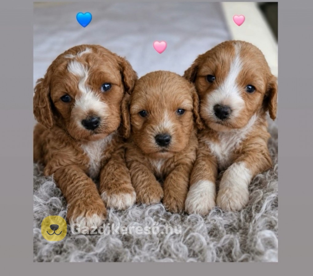Gazdikereső Maltipoo babák Gazdikereső Maltipoo babák