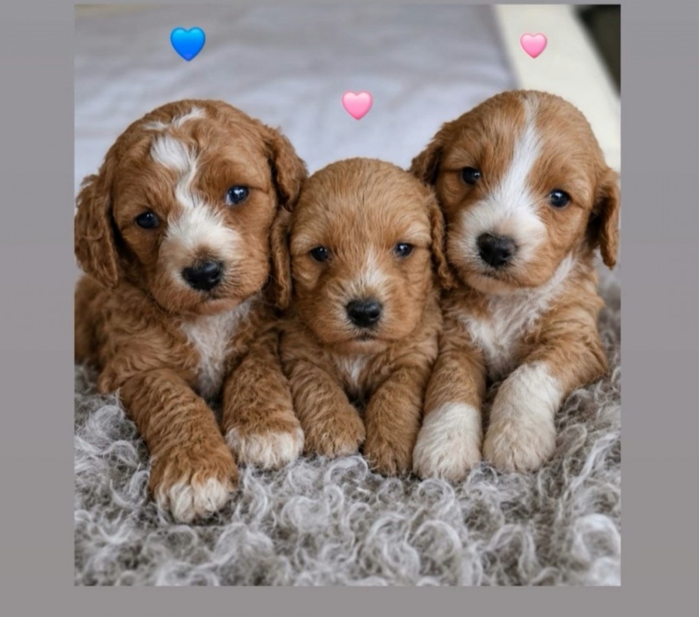 Gazdikereső Maltipoo babák