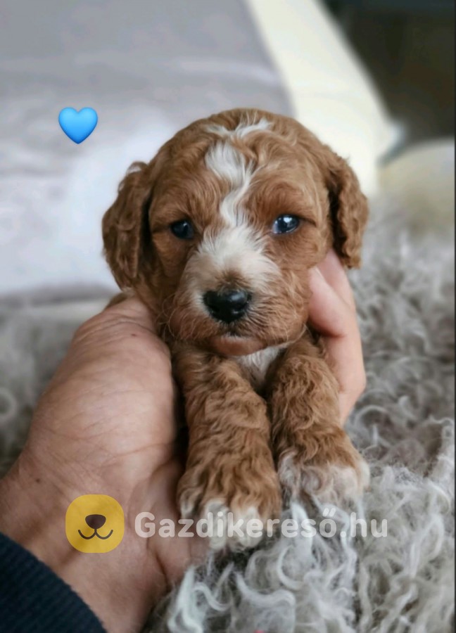 Gazdikereső Maltipoo babák Gazdikereső Maltipoo babák