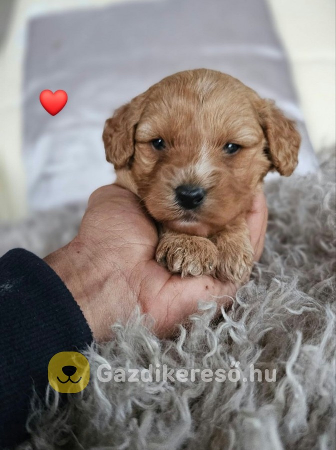 Gazdikereső Maltipoo babák Gazdikereső Maltipoo babák