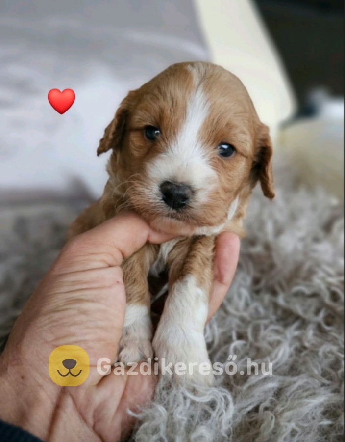 Gazdikereső Maltipoo babák Gazdikereső Maltipoo babák