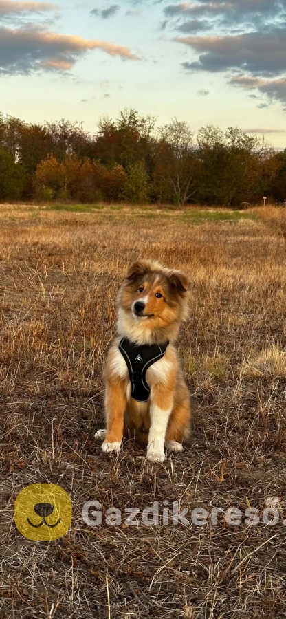 Sheltie kiskutyák eladók