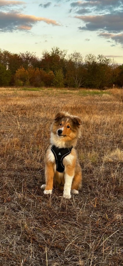 Sheltie kiskutyák eladók