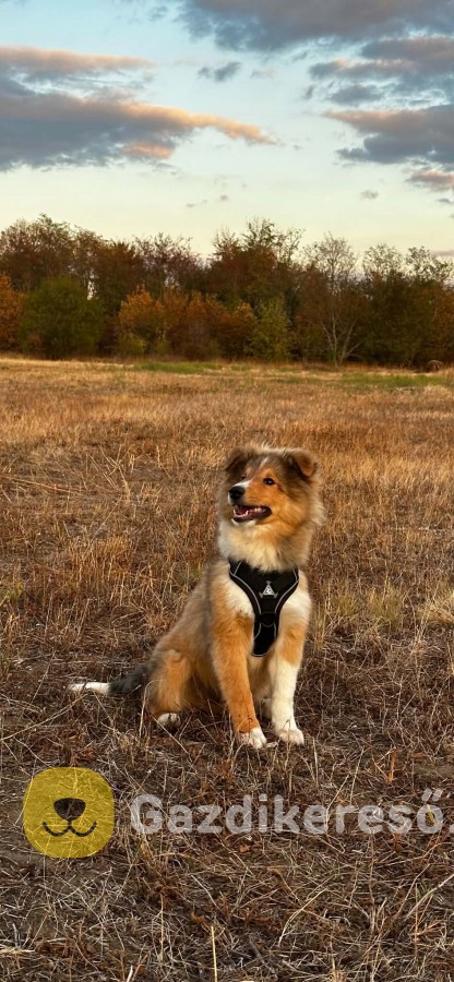 Sheltie kiskutyák eladók