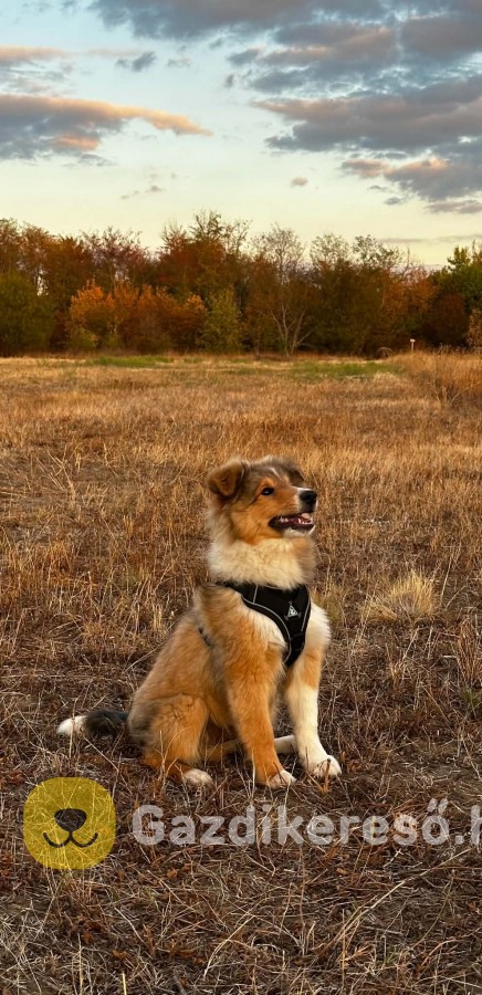 Sheltie kiskutyák eladók