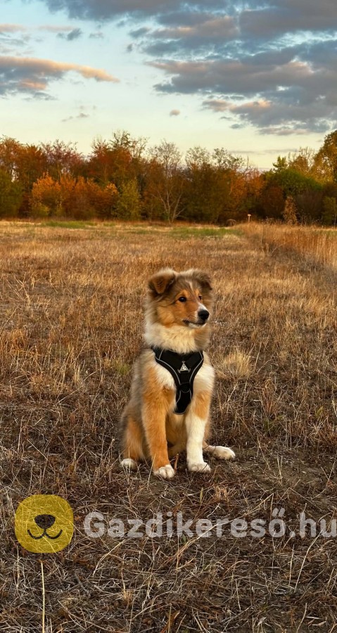 Sheltie kiskutyák eladók