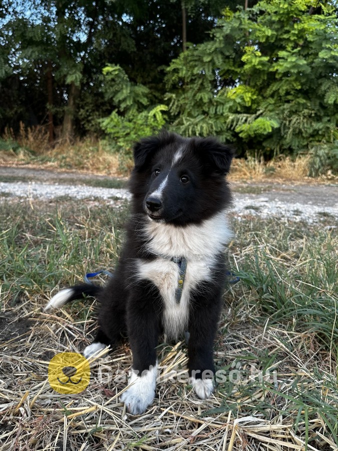 Sheltie kiskutyák eladók