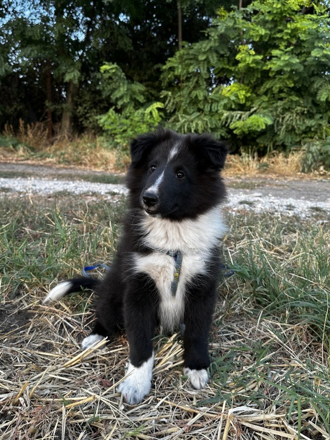 Shetlandi juhász Sheltie kiskutyák eladók