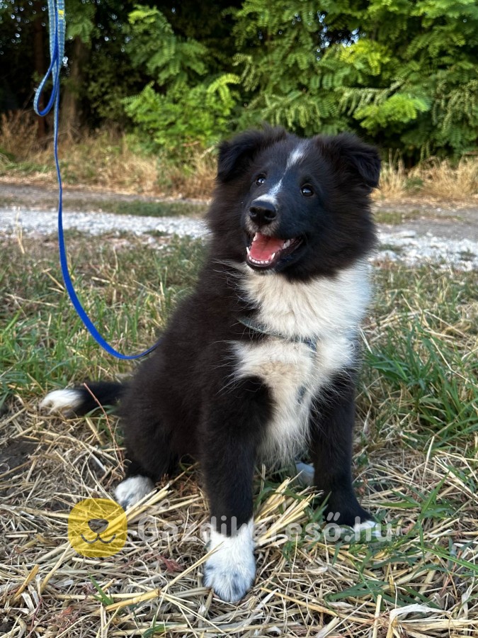 Sheltie kiskutyák eladók