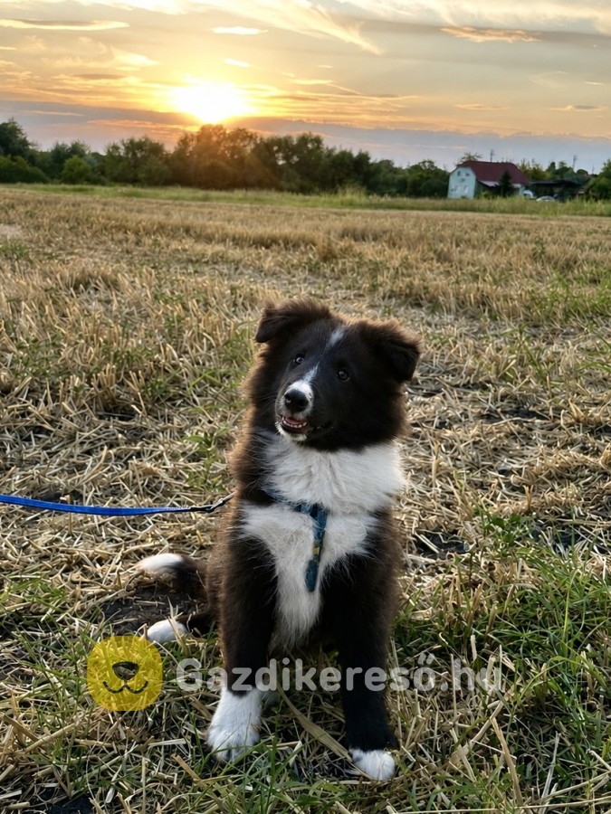 Sheltie kiskutyák eladók
