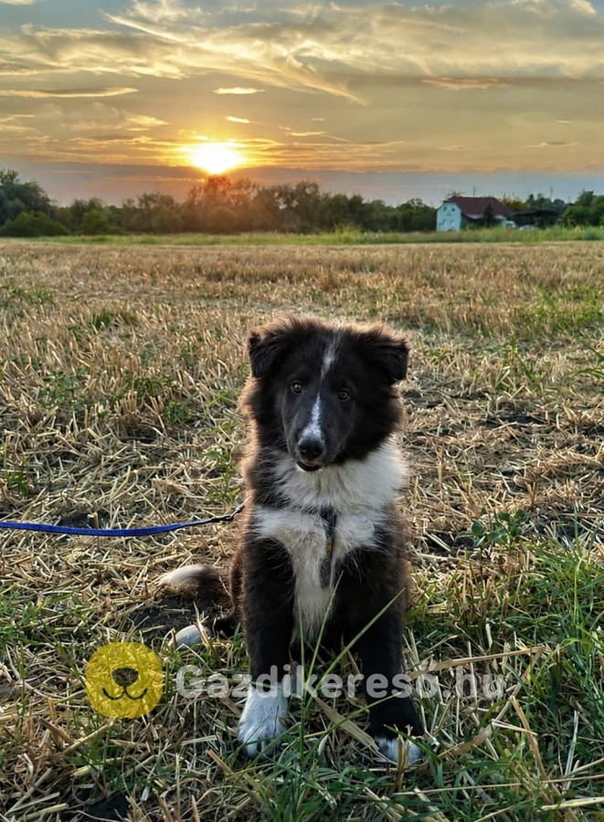 Sheltie kiskutyák eladók