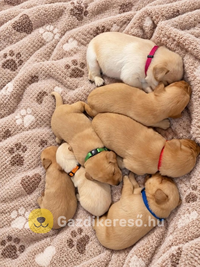 Labrador kiskutya