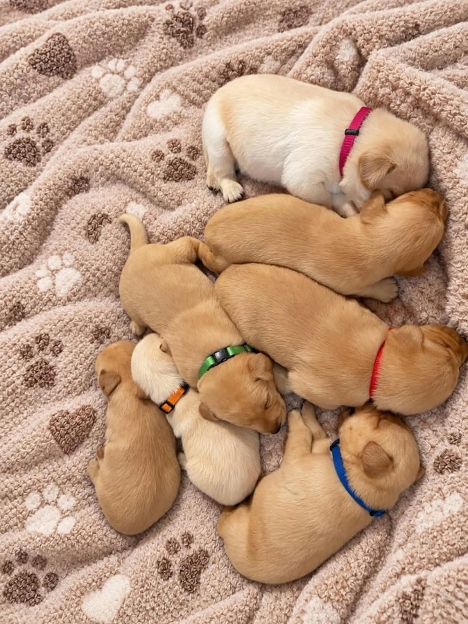 Labrador kiskutya
