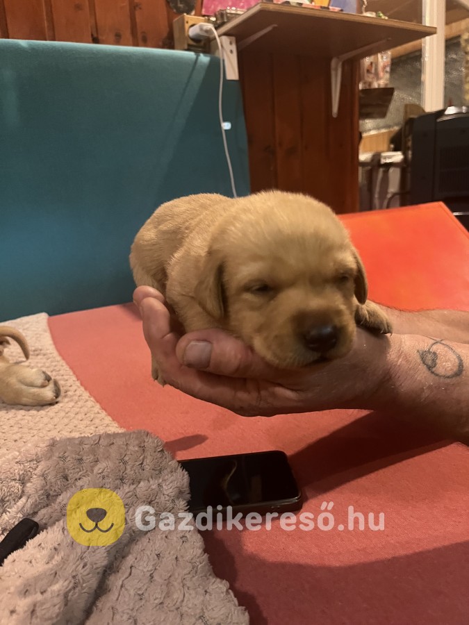 Labrador kiskutya