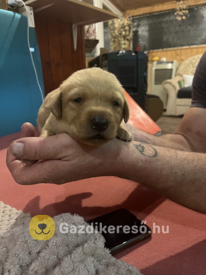 Labrador kiskutya