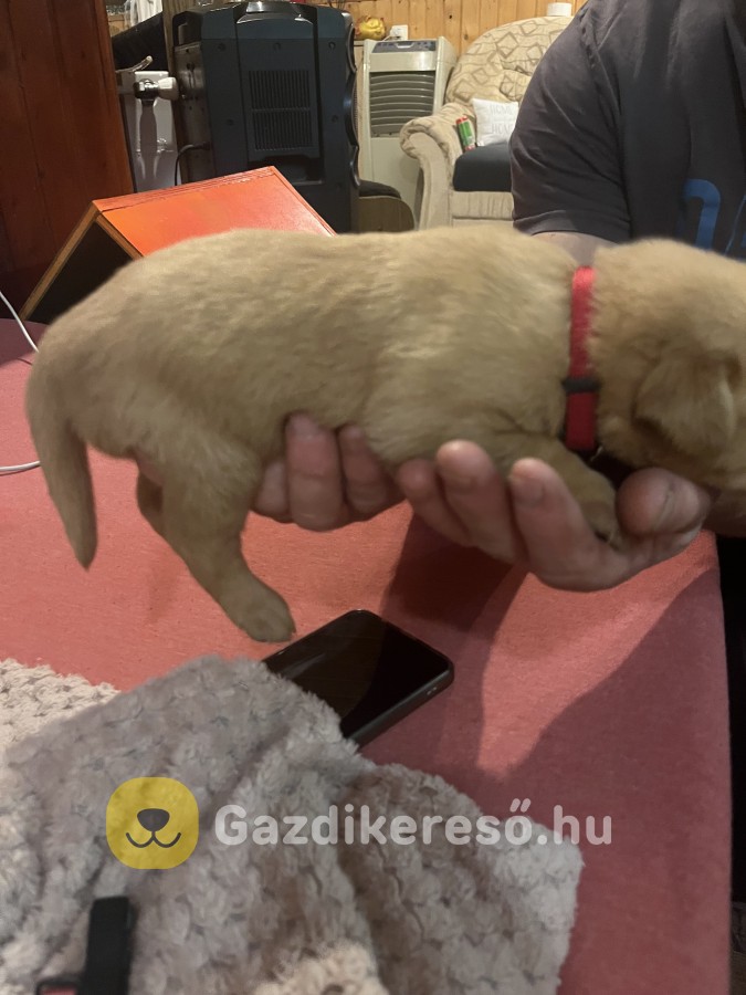 Labrador kiskutya
