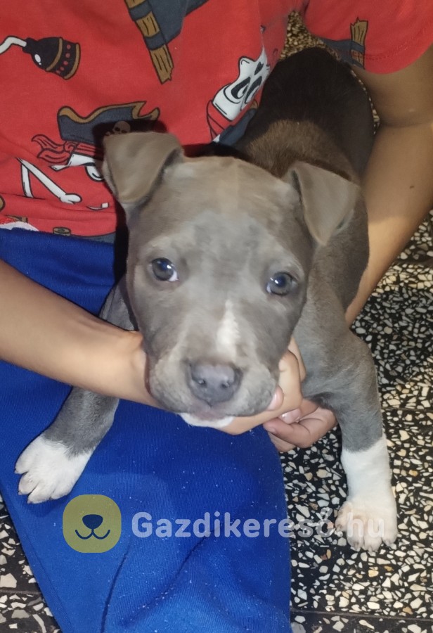 Statfordshirre terrier kis kutya