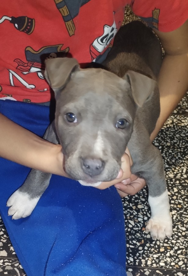 Statfordshirre terrier kis kutya