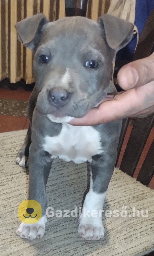 Statfordshirre terrier kis kutya