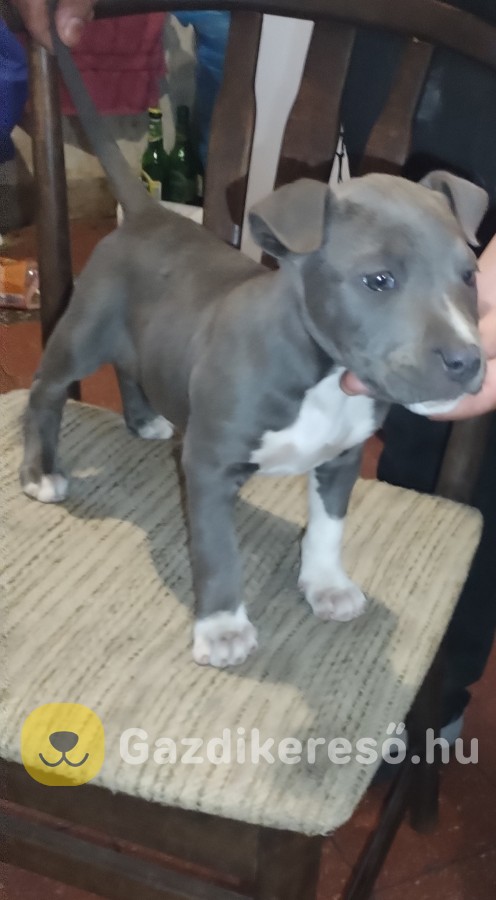 Statfordshirre terrier kis kutya