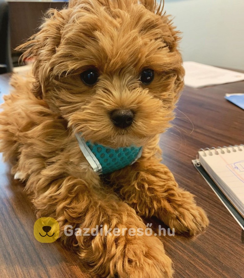 Maltipoo kiskutyáink