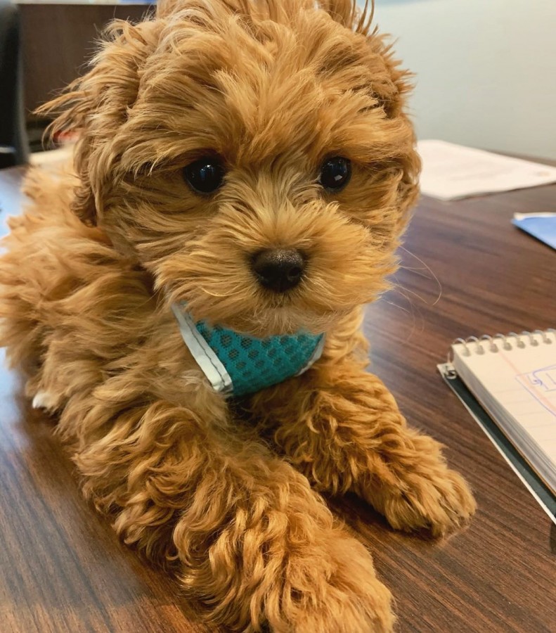 Maltipoo kiskutyáink
