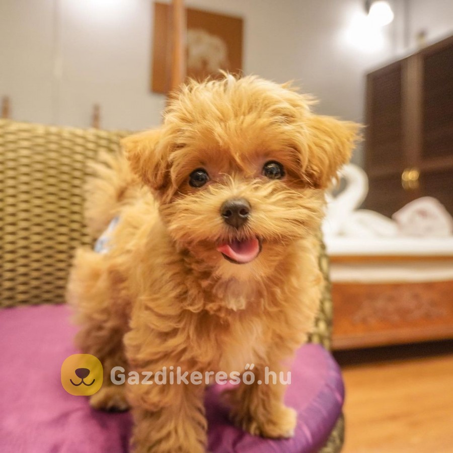 Maltipoo kiskutyáink