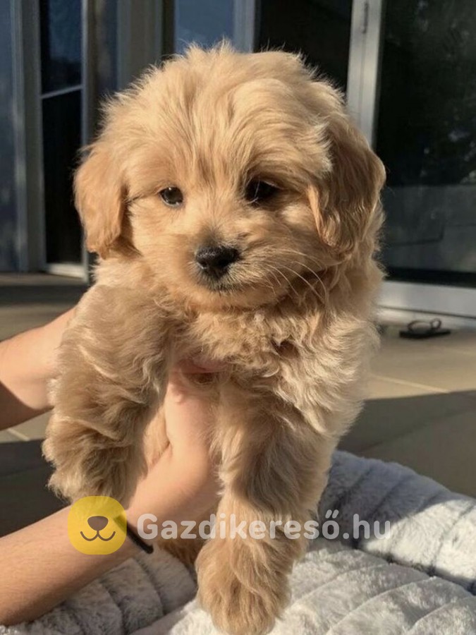Maltipoo kiskutyáink