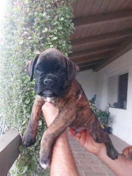 Boxer kölykök 
