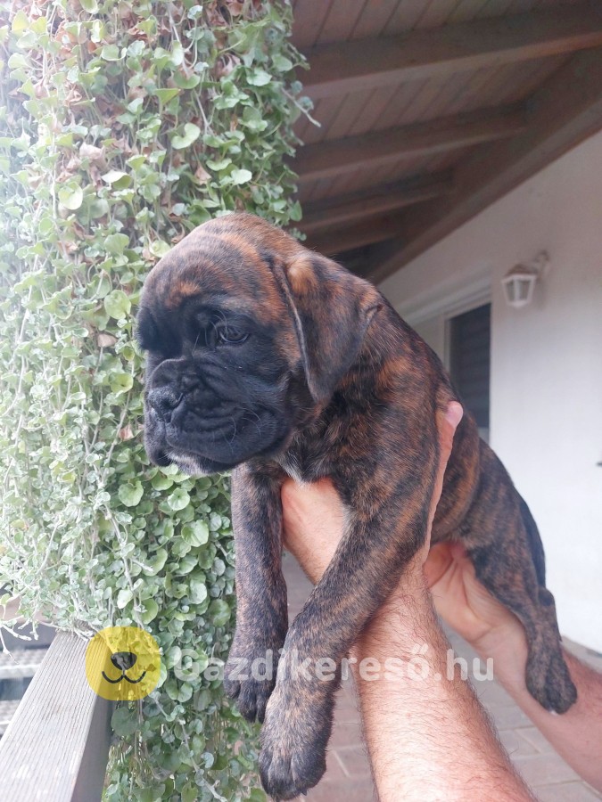 Boxer kölykök Boxer kölykök