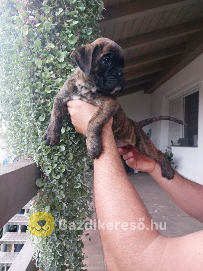 Boxer kölykök Boxer kölykök