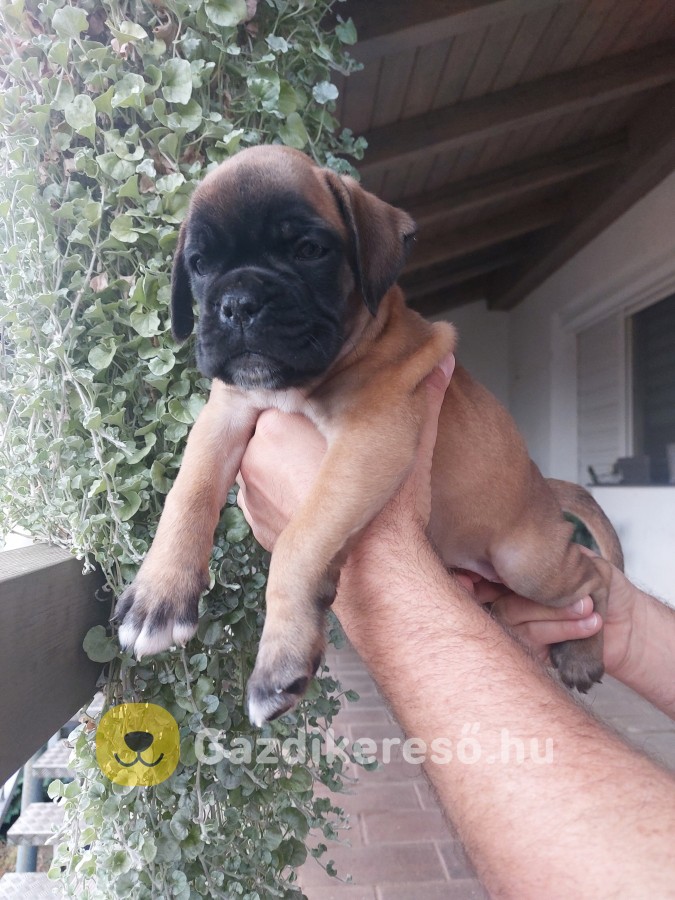 Boxer kölykök Boxer kölykök
