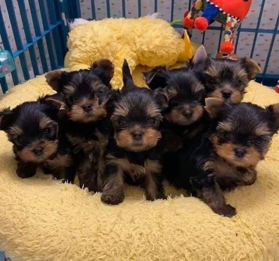 Yorkshire terrier kölyök 