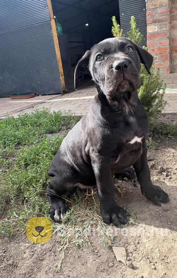Cane corso Cane corso