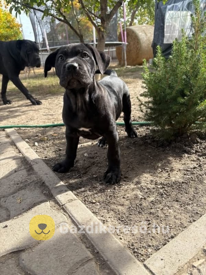 Cane corso Cane corso