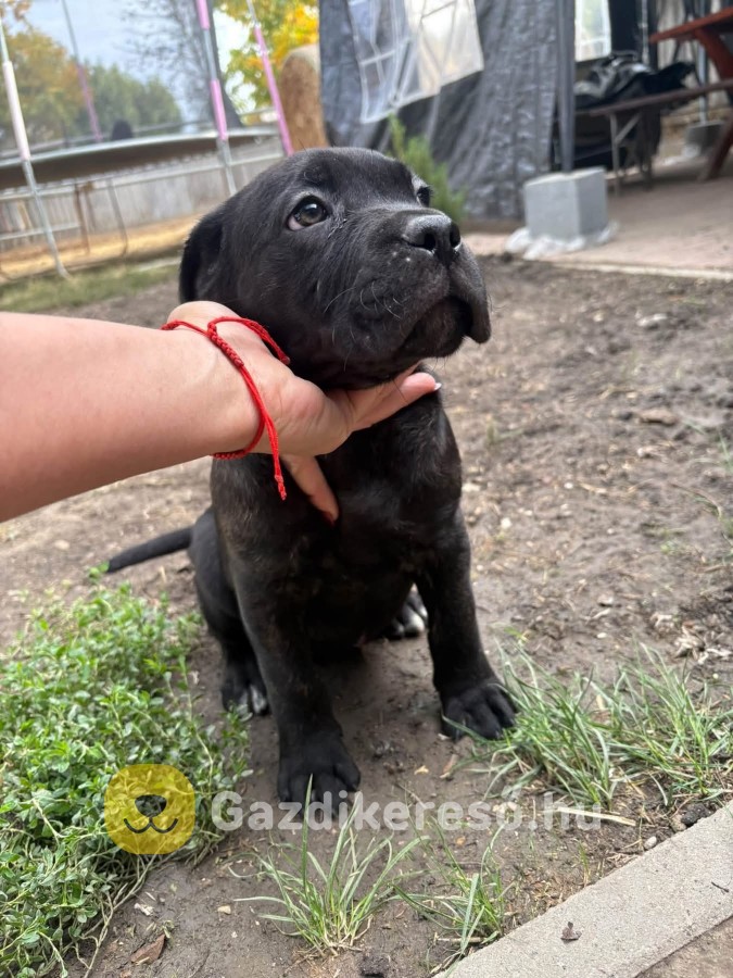 Cane corso Cane corso