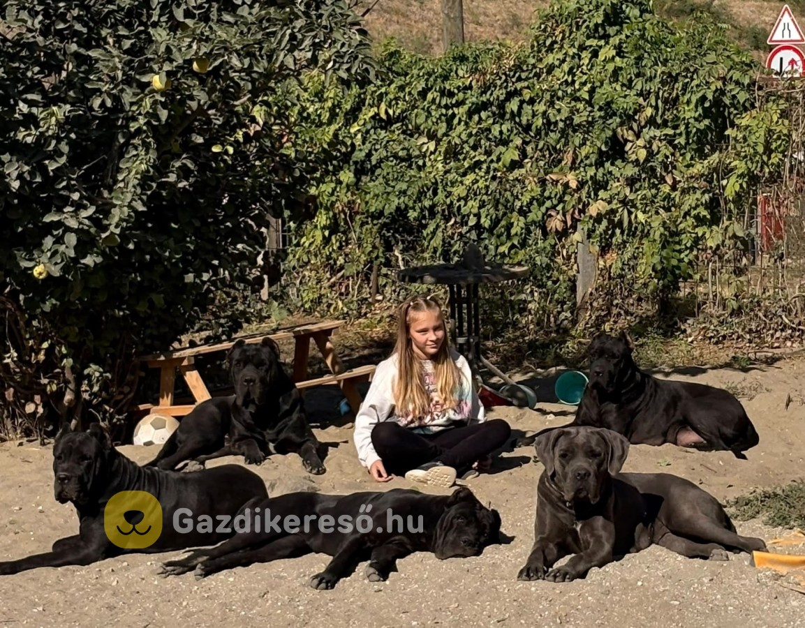 Cane corso Cane corso