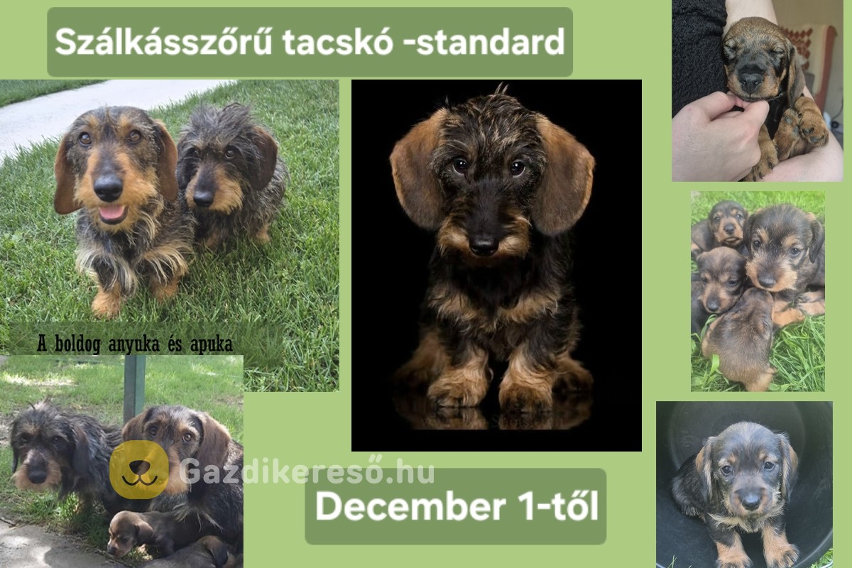 Szálkásszőrű tacskó jellegű, Szentes Szálkásszőrű tacskó jellegű, Szentes