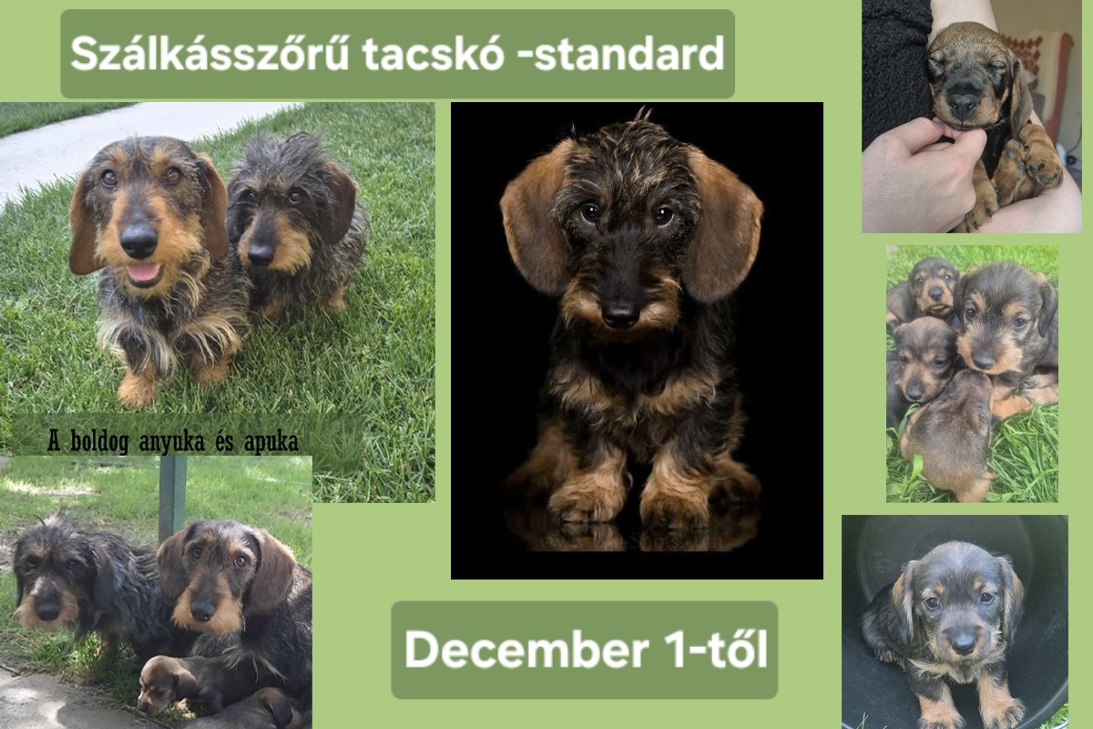 Szálkásszőrű tacskó jellegű, Szentes