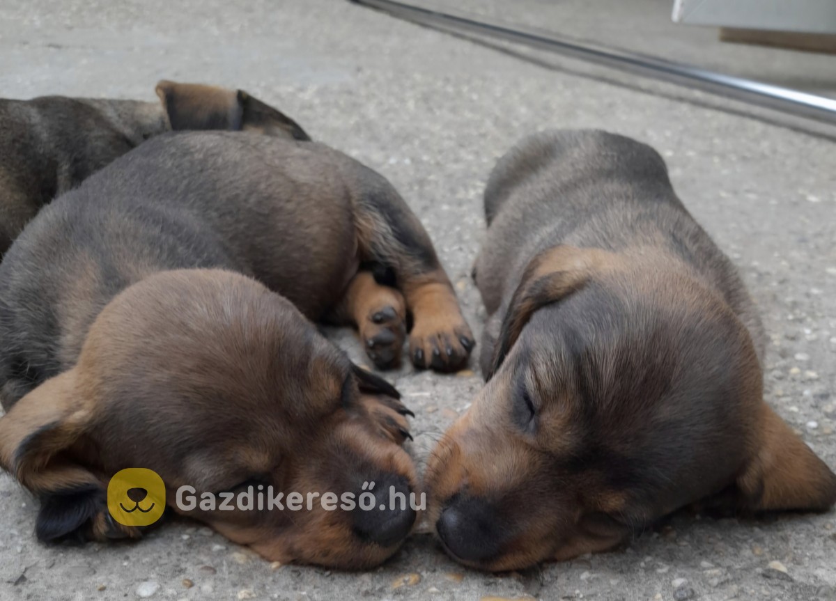 Szálkásszőrű tacskó jellegű, Szentes Szálkásszőrű tacskó jellegű, Szentes
