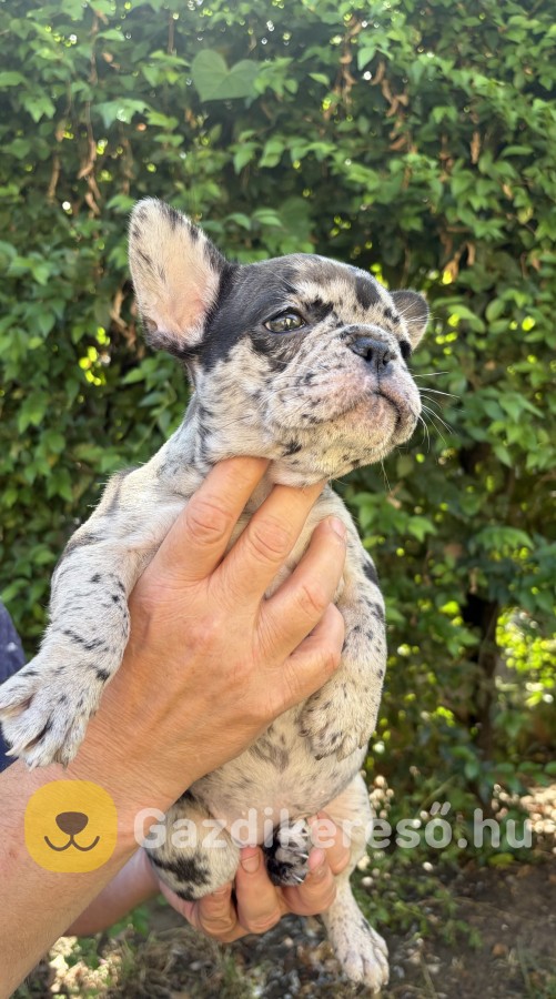 Eladó francia bulldog Nagykállóban Eladó francia bulldog Nagykállóban