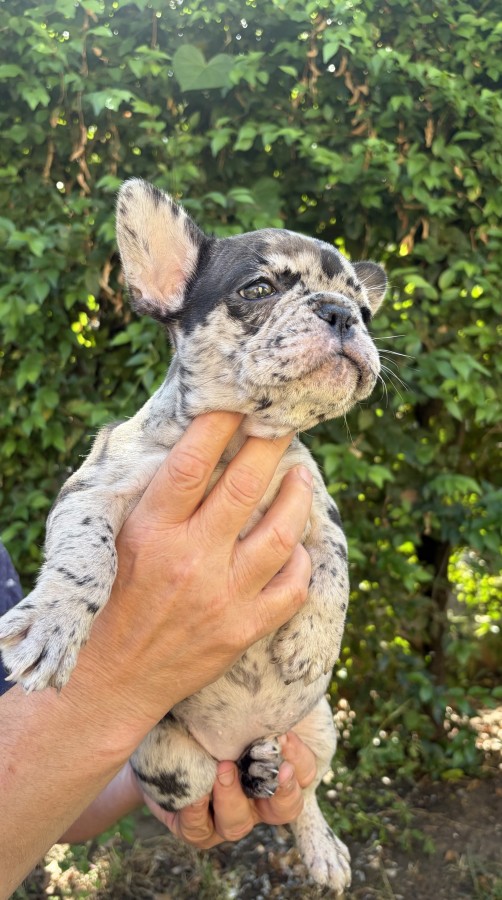 Eladó francia bulldog Nagykállóban 