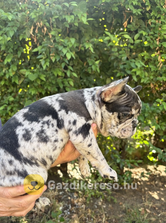 Eladó francia bulldog Nagykállóban Eladó francia bulldog Nagykállóban