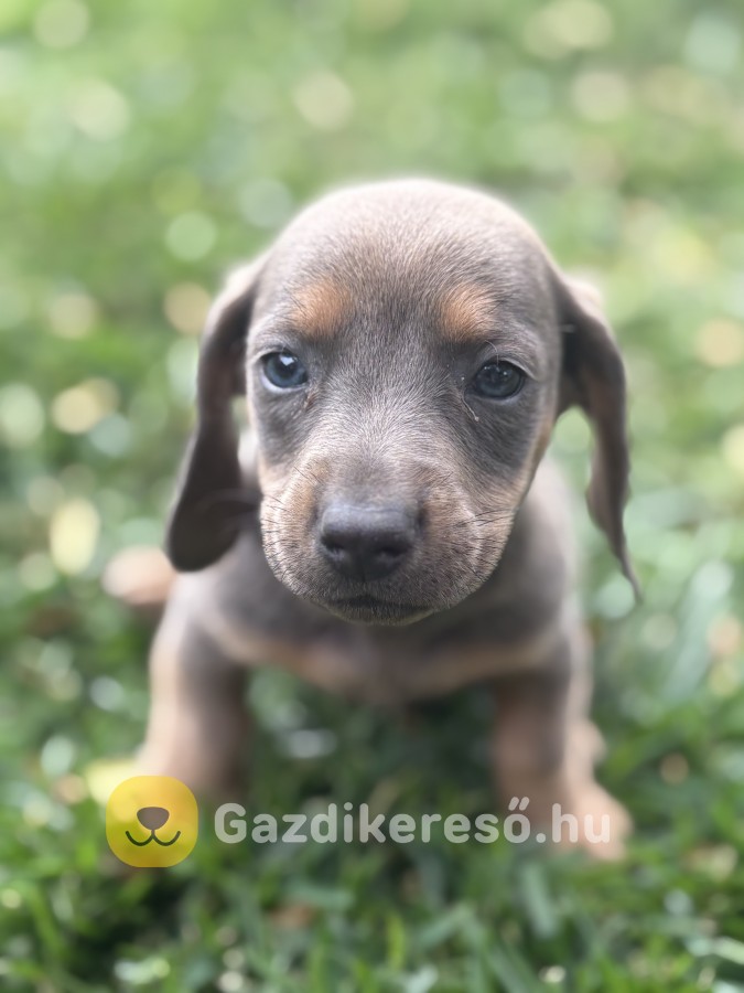 Törpe tacskók gazdit keresnek! Törpe tacskók gazdit keresnek!