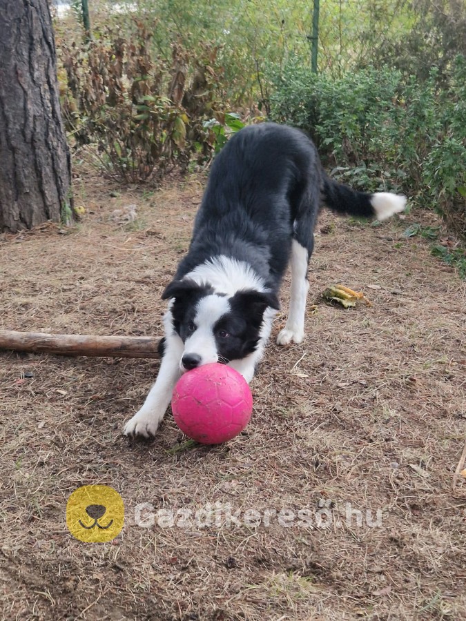 Eladó fajtajellegű Border Collie 6 hónapos kutyus Eladó fajtajellegű Border Collie 6 hónapos kutyus